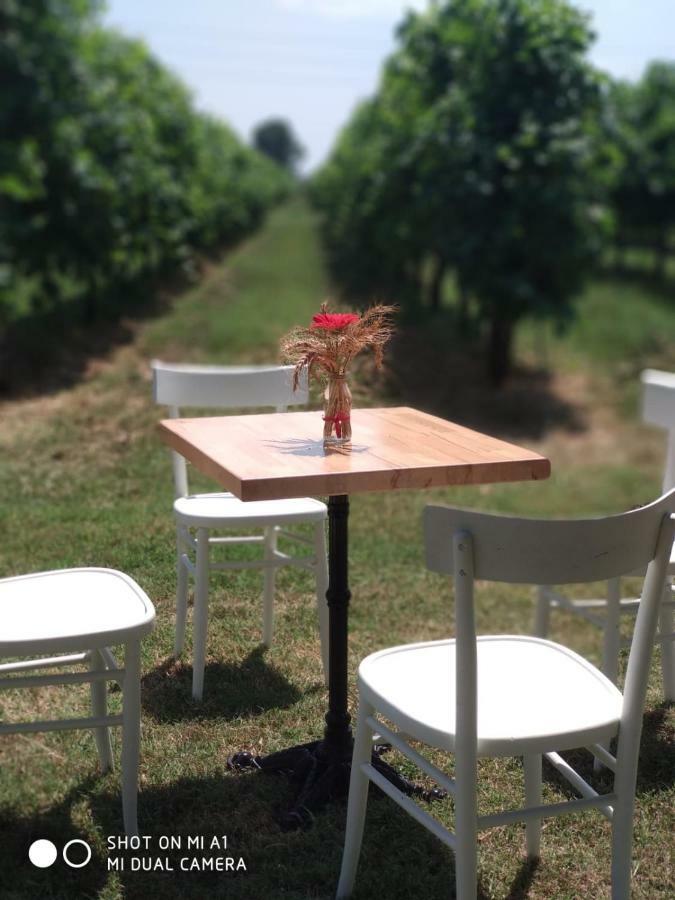 Agriturismo Vitae Fabbrico Ngoại thất bức ảnh