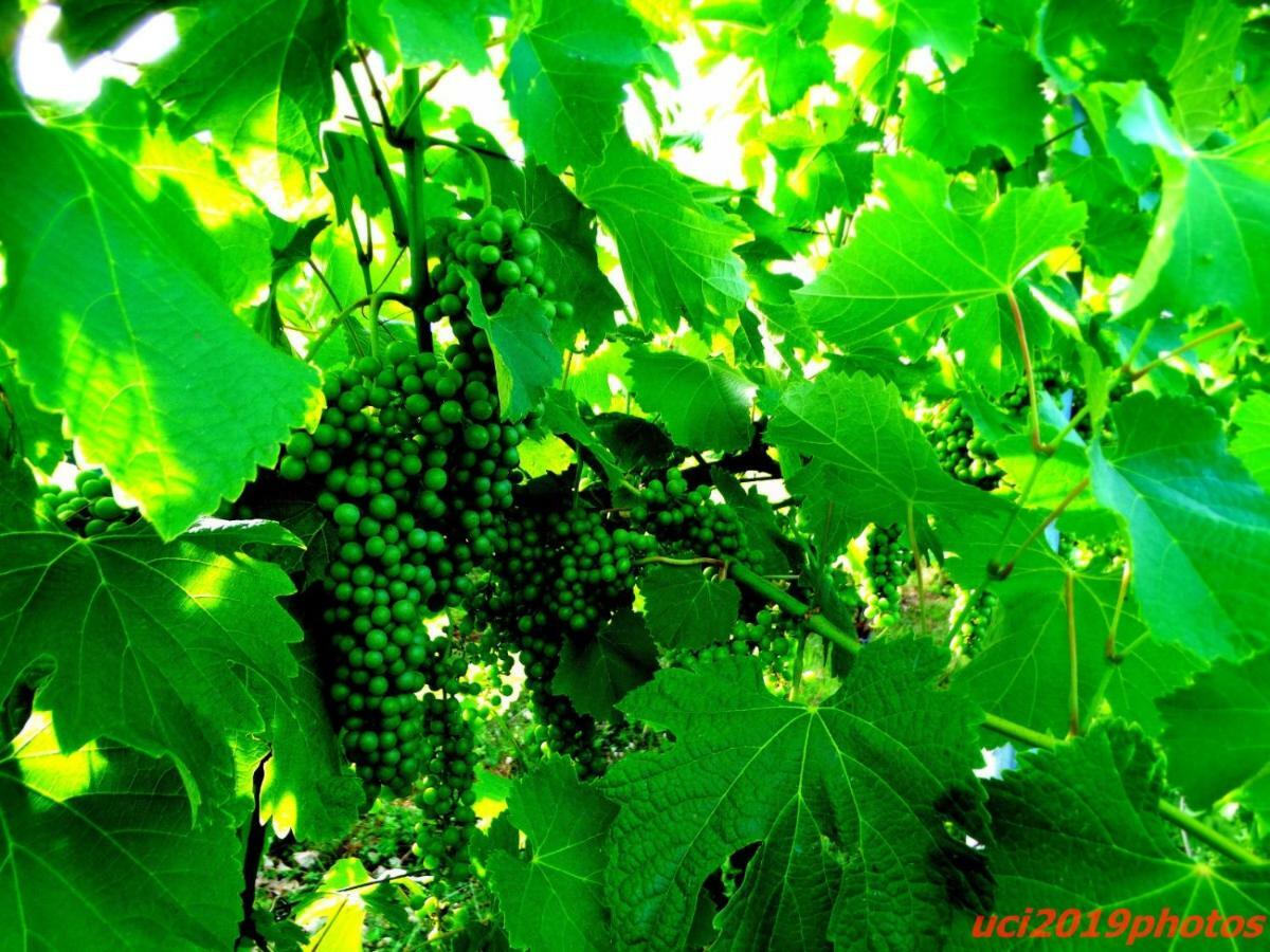 Agriturismo Vitae Fabbrico Ngoại thất bức ảnh
